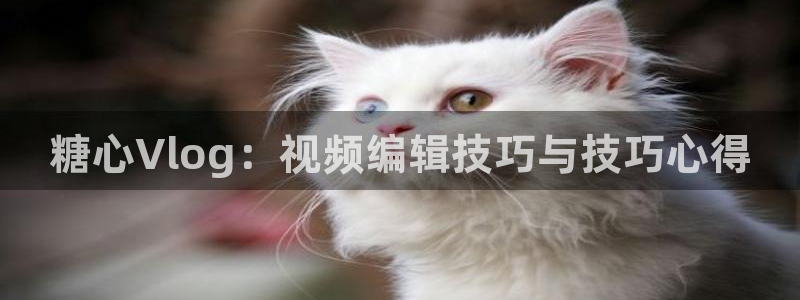 糖心vlog的评价：糖心Vlog：视频编辑技巧与技巧心得